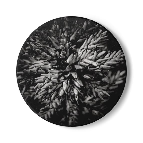 Black & White Bromeliad Ceramic Coaster | Flower Coaster