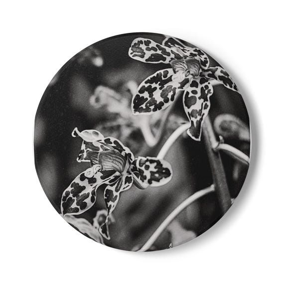 Black & White Tiger Orchid Ceramic Coaster