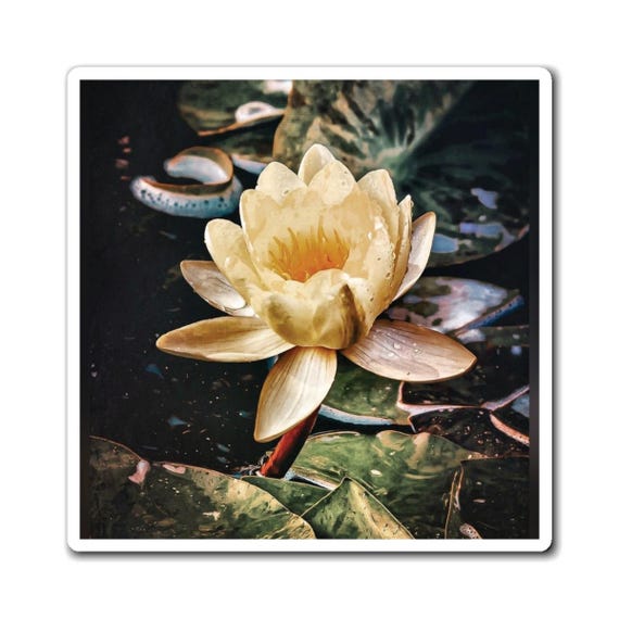 Yellow Lotus Flower | Floral Magnet