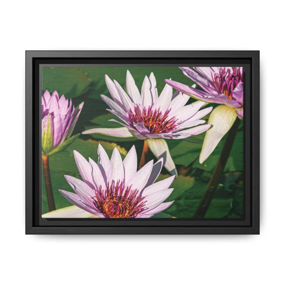 Pink Lotus Flowers Framed Matte Canvas | Floral Wall Art