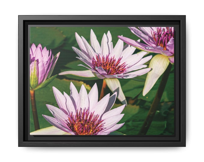 Pink Lotus Flowers Framed Matte Canvas | Floral Wall Art