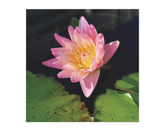 Pink Water Lily Magnet | Floral Botanical Magnet