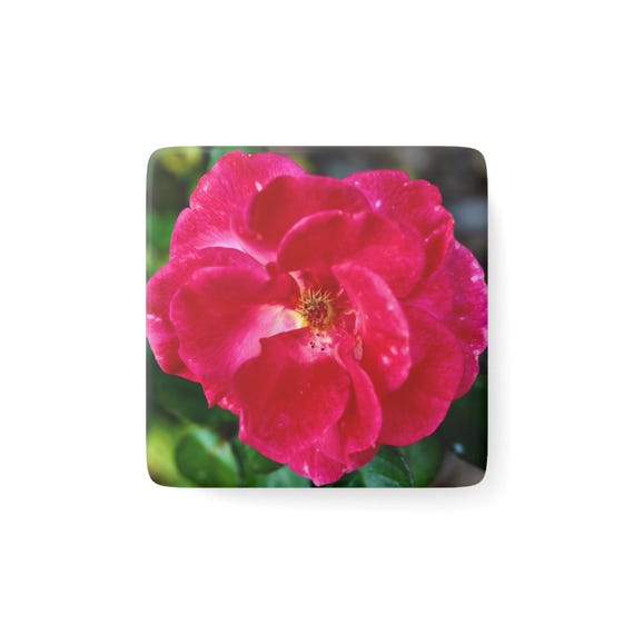 Vivid Rose Porcelain Magnet