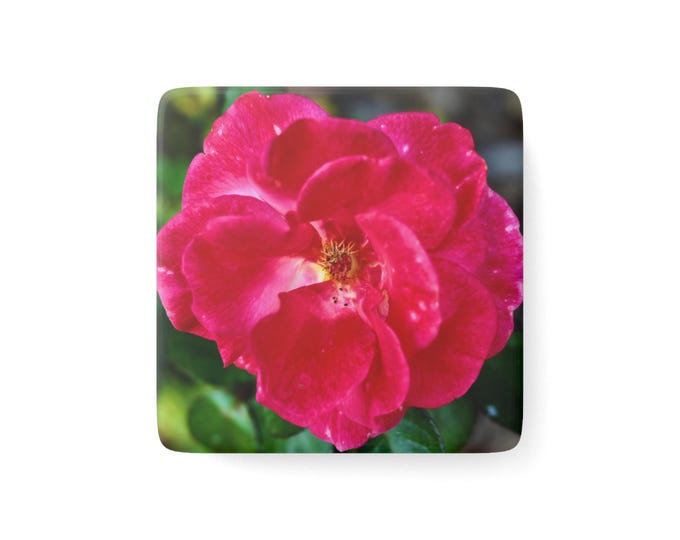 Vivid Rose Porcelain Magnet