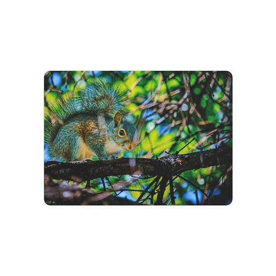 Squirrel Spy Metal Print | Animal Photography Wall Art