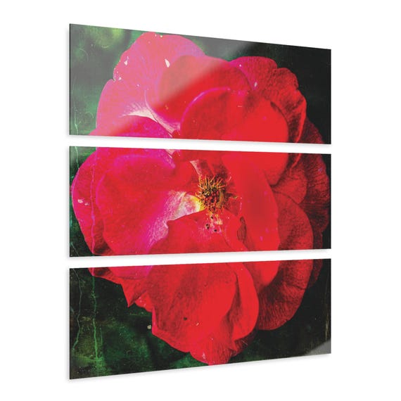 Rose Acrylic Print Triptych | Floral Wall Art