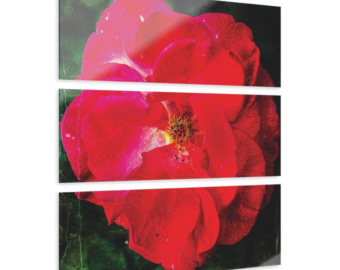 Rose Acrylic Print Triptych | Floral Wall Art