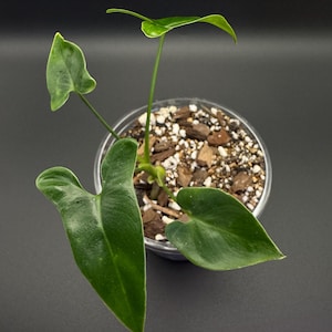 Philodendron Goeldii Starter Plant | Indoor Tropical Houseplant
