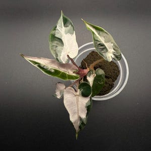 Alocasia Pink Variegated Bambino Starter Plant | Live Tropical Houseplant for Collectors | Growers Choice