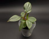 Artikel aus diesem Shop