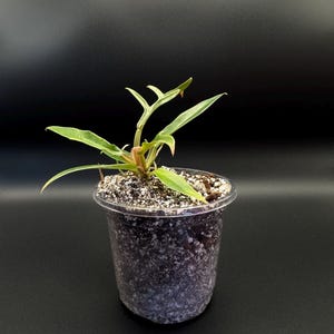 Philodendron Tortum Starter Plant – Rare Tropical Aroid with Split Foliage | Unique Collector Houseplant | Fast-Growing Indoor Plant