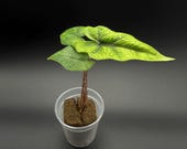 Artikel aus diesem Shop