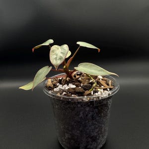 Philodendron Atabapoense Starter Plant | Elegant Climber with Deep Green Foliage | Indoor Tropical Houseplant