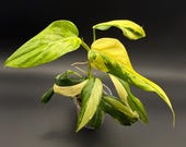 Artikel aus diesem Shop