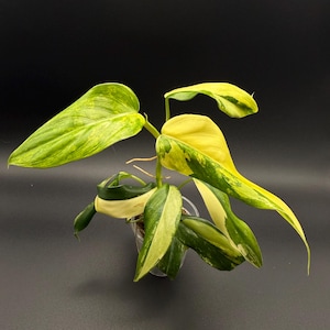 Philodendron Variegated Domesticum Starter Plant | Rare Aroid Houseplant | Growers Choice