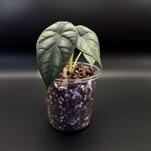 Alocasia Dragon Scale Starter Plant – Rare Aroid with Textured Armor-Like Leaves | Live Tropical Houseplant for Collectors