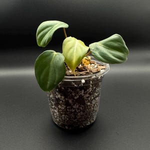 Philodendron Pastazanum Starter Plant – Rare Crawling Aroid with Large Heart-Shaped Leaves | Unique Collector Plant