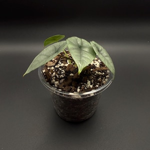 Alocasia Platinum Starter Plant – Rare Metallic Silver Aroid | Collector’s Indoor Plant with Striking Foliage