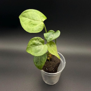 Anthurium Clarinervium Starter Plant | Rare Aroid Houseplant | Growers Choice