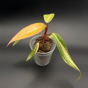 Philodendron Strawberry Shake Starter Plant | Rare Exotic Collection | Indoor Tropical Houseplant | Grower’s Choice