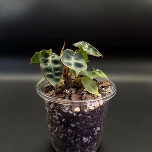 Philodendron Billietiae Starter Plant | Indoor Tropical Houseplant | Large Textured Leaves