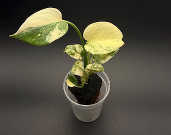 Monstera Super Golden 4” Pot (ALL STARTER PLANTS Require You to