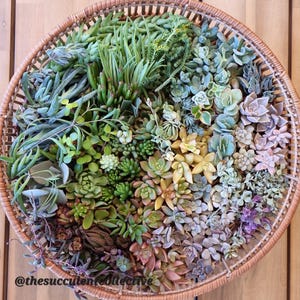 Succulent Cuttings Gift Box | DIY Plant/Gardening Gift | Favours & Propagation Projects | Mothers Day Gift | Gifts For Her | Sympathy Gift