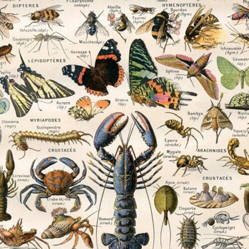 Vintage Natural History Print arthropodes Insect - Etsy