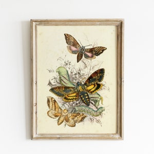 Impresión antigua de historia natural: polilla de la cabeza de la muerte, ilustración de un bosque, impresión artística de mariposas, decoración botánica vintage para el hogar