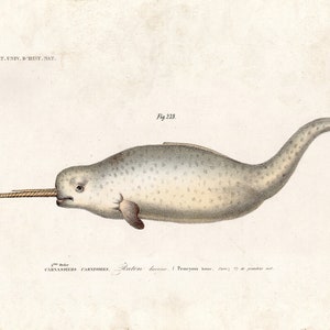 Antique Narwhal Print Sea Monster Vintage Illustration Nautical Seaside Whale Unicorn Ocean Pirate image 2