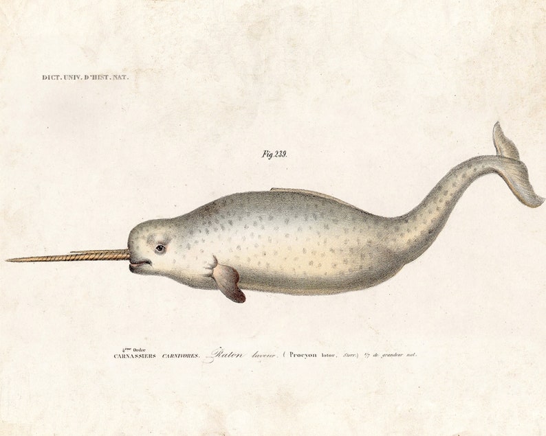 Antique Narwhal Print Sea Monster Vintage Illustration Nautical Seaside Whale Unicorn Ocean Pirate image 2