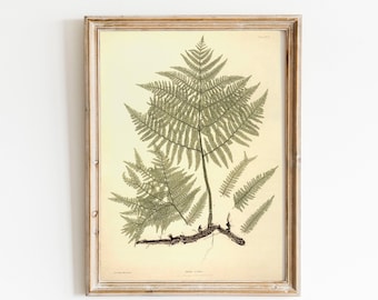Antique Fern Print: Vintage Botanical Specimen, Natural History Art