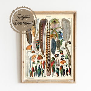 Digital Download - Bird Feather Art - Natural History Art - Woodland Antique  - Scientific Illustration Vintage Art