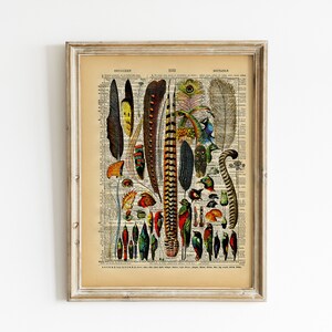 May include: A vintage print of a collection of colorful bird feathers, including peacock feathers, on a page from an old book. The print is framed in a light wood frame.