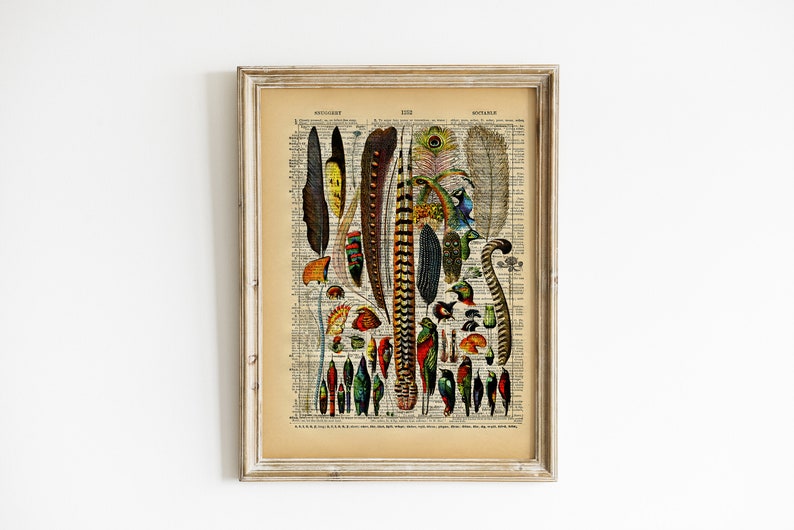 May include: A vintage print of a collection of colorful bird feathers, including peacock feathers, on a page from an old book. The print is framed in a light wood frame.