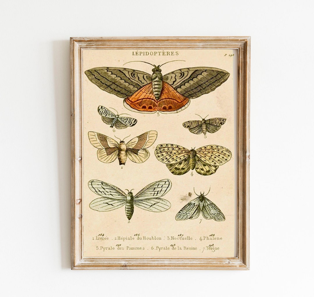 Antique Moth Print: Vintage French Natural History Wall Art - Etsy