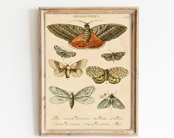 Antique Natural History Print - Moth Nature Study Wall Art - Botanical Home Decor - Woodland Forest Butterfly Moth French Vintage