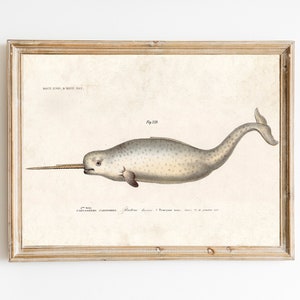 Antique Narwhal Print Sea Monster Vintage Illustration Nautical Seaside Whale Unicorn Ocean Pirate image 1