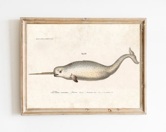 Antique Narwhal Print - Sea Monster Vintage Illustration - Nautical Seaside Whale Unicorn Ocean Pirate