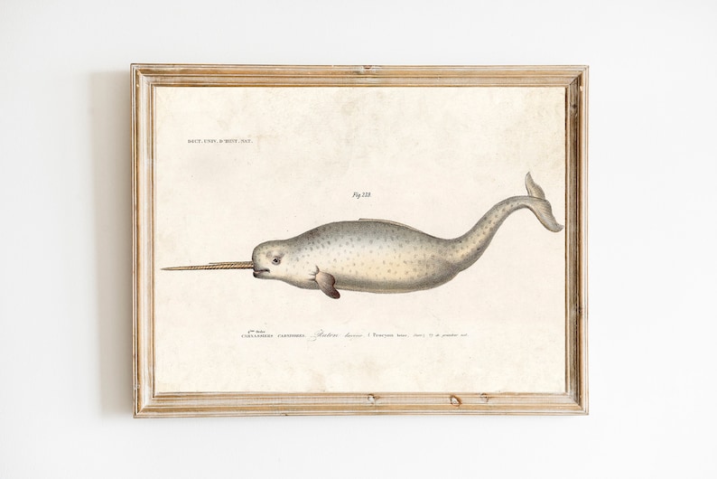 Antique Narwhal Print Sea Monster Vintage Illustration Nautical Seaside Whale Unicorn Ocean Pirate image 1