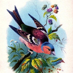 Vintage Woodland Print Rainbow Bird Bright Colourful Natural History Illustration Bird Feathers Colorful image 2