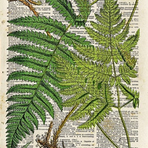 Vintage Book Print Botanical Fern Art Upcycled Antique Book Print Natural History Floral Art Print image 2