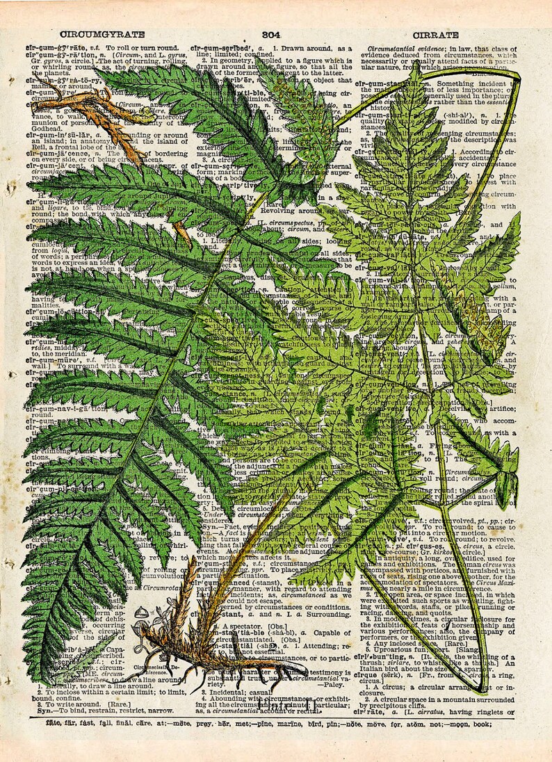 Vintage Book Print Botanical Fern Art Upcycled Antique Book Print Natural History Floral Art Print image 2