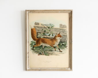 Vintage Fox Art Print - Antique Woodland Art - Cute Animal Wall Art - Antique Nature Decor - Dark Fairytale Illustration