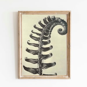 Antique Botanical Print - Fern Specimen - Victorian Photograph Floral Print - Vintage Woodland Print