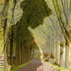 May include: A silhouette of a person walking down a path lined with trees. The trees are green and the path is paved. The image is a double exposure, with the person's silhouette overlapping the trees.