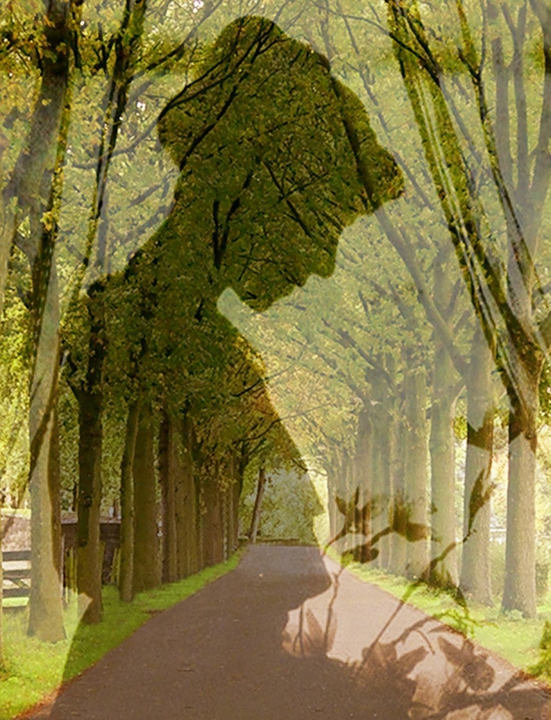 May include: A silhouette of a person walking down a path lined with trees. The trees are green and the path is paved. The image is a double exposure, with the person's silhouette overlapping the trees.