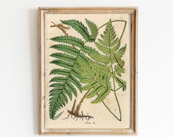Antique Fern Print: Vintage Botanical Fine Art