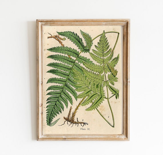 Antiker Farn Druck: Vintage Botanische feine Kunst - Etsy.de