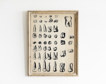 impression médicale vintage - Thooth Art Print - Illustration anatomique antique - Diagramme de diagramme de dents étranges d’art gothique